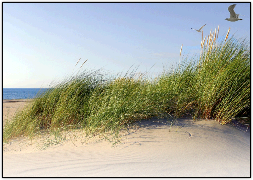 Beach & Dunes Photo